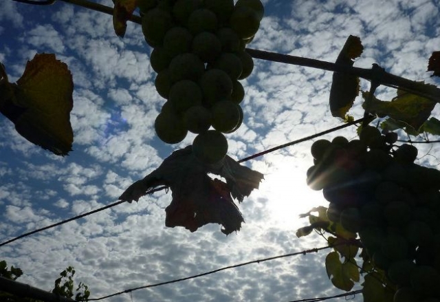 racimos de uvas con el sol reflejando en ellas